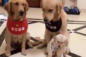 娱乐吃瓜酱送小狗视频,温馨瞬间感动网友